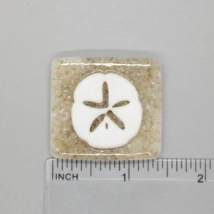 A sand dollar is shown on the side of a square.