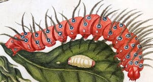 Caterpillar RESTASHING