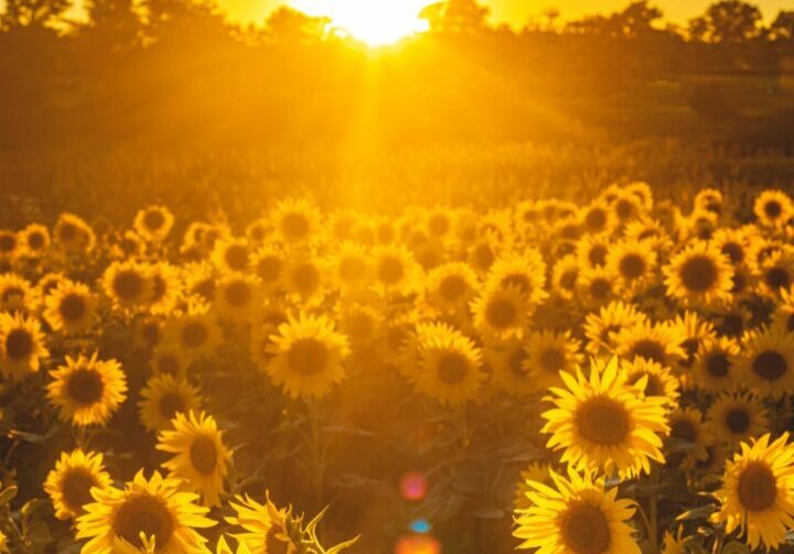 A field of sunflowers in the sunset.